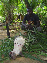 Bushmeat preparation: quills removed from  Brush-tailed Porcupine (Atherurus africanus), Mbomo, Odzala-Kokoua National Park, Republic of Congo