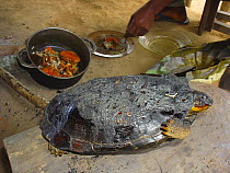 Bushmeat preparation: Roasted Forest Hinged Terrapin (Pelusios gabonensis) and boiled freshwater crab, Mbomo, Odzala-Kokoua National Park, Republic of Congo