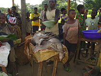 Blue Duiker (Cephalophus monticola) meat for sale at market, Mbomo, Odzala-Kokoua National Park, Republic of Congo, May 2005.
