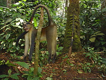 Dead Crowned monkey (Cercopithecus mona pogonias) caught for bush meat trade near Mbomo village, Odzala-Kokoua National Park, Republic of Congo, May 2005.