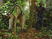 Dead Crowned monkey (Cercopithecus mona pogonias) caught for bush meat trade near Mbomo village, Odzala-Kokoua National Park, Republic of Congo, May 2005.