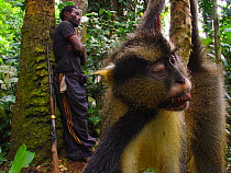 Hunter with gun near Dead Crowned monkey (Cercopithecus mona pogonias) caught for bush meat trade near Mbomo village, Odzala-Kokoua National Park, Republic of Congo, May 2005.