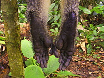 Feety of dead Crowned monkey (Cercopithecus mona pogonias) caught for bush meat trade, near Mbomo village, Odzala-Kokoua National Park, Republic of Congo, May 2005.