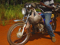 Motor bike riders with Blue Duiker (Cephalophus monticola) for commercial bush meat trade, Ouesso - Makoua highway, Odzala-Kokoua National Park, Republic of Congo, May 2005.