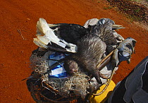 Bushmeat on motorbike for commercial meat trade including Brush-tailed Porcupine (Atherurus africanus) and White-thighed Hornbill (Bycanistes cylindricus albotibialis), Ouesso - Makoua highway, Odzala...