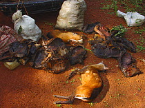Vehicle contents removed by Ecoguards for inspection; includes bush meat of smoked duiker portions and Bay Duiker (Cephalophus dorsalis), Ouesso to Makoua highway leading past Odzala-Kokoua National P...
