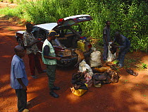 Ecoguards inspecting contents of car  including  various smoked duiker portions and Bay Duiker (Cephalophus dorsalis) fto be sold as bush meat, Ouesso to Makoua highway leading past Odzala-Kokoua Nati...
