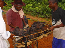 Ecoguard monitoring bushmeat traffic on Ouesso - Makoua highway near Odzala-Kokoua National Park, with smoked Giant Forest Hog meat (Hylochoerus meinertzhageni) Republic of Congo, May 2005.