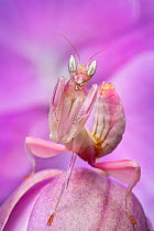 Malaysian Orchid Mantis (Hymenopus coronatus) pink colour morph, camouflaged on an orchid. Captive, from Malaysia.