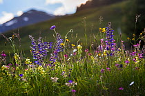 Alpine meadow in flower including Scabious flowers. Austrian Alps at 1700 metres altitude, North Tyrol, Austria, June