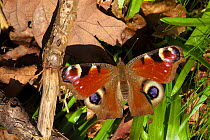Peacock butterfly (Inachis io) newly emerged from hibernation, basking with open wings in spring sunshine. Peak District National Park, Cheshire, UK, May.
