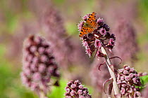 Comma butterfly (Polygonia c-album) feeding on Butterbur flowers (Petasites hybridus) Peak District National Park, Derbyshire, UK. April.