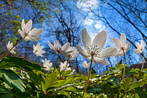 Wood Anemones (Anemone nemorosa) in flower on woodland floor, low angle fish eye view, Peak District National Park, Derbyshire, UK, May.