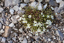 Leadwort (Minuartia verna) growing on spoil heap next to lead mine. Peak District National Park, Derbyshire, UK, May.