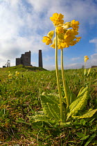 Cowslips (Primula veris) growing on abandoned lead mine, Peak District National Park, Derbyshire, UK, May 2013.