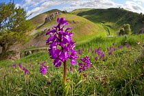 Early Purple Orchids (Orchis mascula) in flower in Cressbrook Dale, wide angle view, Peak District National Park, Derbyshire, UK, May.
