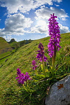 Early Purple Orchids (Orchis mascula) in flower in Cressbrook Dale, wide angle view, Peak District National Park, Derbyshire, UK, May.