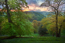 Mixed deciduous woodland in spring at dawn, Peak District National Park, Cheshire, UK, May.