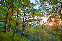 Beech (Fagus sylvatica) woodland in spring, at dawn, Peak District National Park, Cheshire, UK, May.