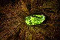 View out of hollow tree in mixed deciduous woodland, Peak District National Park, Cheshire, UK, May.