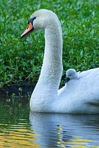 Mute Swan (Cygnus olor) with cygnet riding on its back, Water-cum-Jolly Dale, Peak District National Park, Derbyshire, UK, May.