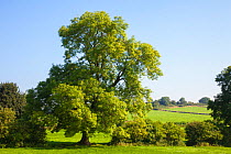 Ash Tree (Fraxinus excelsior) growing in a field. Peak DIstrict National Park, Derbyshire, UK. August.