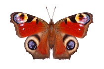 Peacock butterfly (Inachis io) basking with open wings on a white background in mobile field studio. Peak District National Park, Derbyshire, UK. August