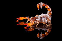 Scorpion (Bothriurus Picunche) mother with babies on her back. photographed on black glass. Captive, originating from Chile.