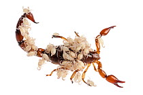 Scorpion (Bothriurus Picunche) mother with babies on her back, photographed on a white background. Captive, originating from Chile.