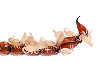 Close up of female Scorpion (Bothriurus Picunche) tail with babies on it,  photographed on a white background. Captive, originating from Chile.