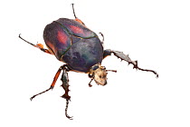 Beetle (Mecynorrhina ugandensis) - blue form. Photographed on a white background. Captive, originating from Uganda.