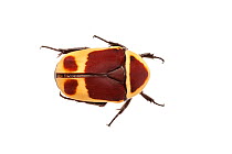 Sun Beetle (Pachnoda marginata peregrina) photographed on a white background. Captive, originating from west and central Africa