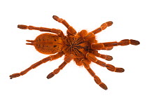 Baboon Spider (Pterinochilus murinus) photographed on a white background. Captive, originating from Africa.