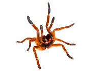 Baboon Spider (Pterinochilus murinus) in aggressive posture, photographed on a white background. Captive, originating from Africa.