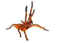 Baboon Spider (Pterinochilus murinus) in aggressive posture, photographed on a white background. Captive, originating from Africa.