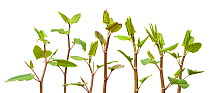 Japanese Knotweed (Fallopia japonica) plant against white background, UK. Invasive species.