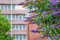 Buddleia (Buddleia davidii) growing in urban setting,  Portsmouth, UK, July, September.