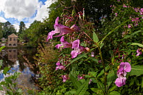 Himalayan Balsam (Impatiens glandulifera) in flower, Peak District National Park, Derbyshire, UK. September. Invasive species.