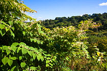 Japanese Knotweed (Fallopia japonica) Peak District National Park, Derbyshire, England, UK, September. Invasive species.