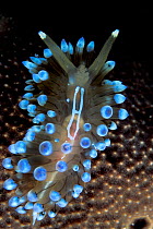 Nudibranch (Janolus cristatus) Vela Luka, Korcula Island, Croatia, Adriatic Sea, Mediterranean