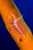 Nudibranch (Cratena peregrina) on a sponge, Ist Island, Croatia, Adriatic Sea, Mediterranean.