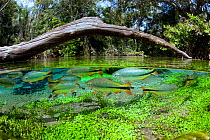 Piraputanga fish (Brycon hilarii) split level,  in the main spring at Rio Sucuri, Bonito, Mato Grosso do Sul, Brazil.