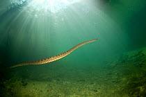 Green anaconda (Eunectes murinus) swimming inFormoso River, Bonito, Mato Grosso do Sul, Brazil