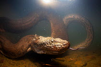 Green anaconda (Eunectes murinus) underwater, flicking tongue,  Formoso River, Bonito, Mato Grosso do Sul, Brazil