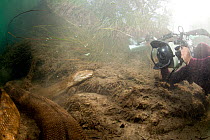 Scuba diver photographing Green anaconda (Eunectes murinus) Formoso River, Bonito, Mato Grosso do Sul, Brazil