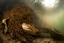 Green anaconda (Eunectes murinus) Formoso River, Bonito, Mato Grosso do Sul, Brazil