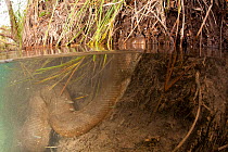 Green anaconda (Eunectes murinus) surfacing to breathe, Formoso River, Bonito, Mato Grosso do Sul, Brazil