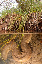Green anaconda (Eunectes murinus) surfacing to breathe, Formoso River, Bonito, Mato Grosso do Sul, Brazil