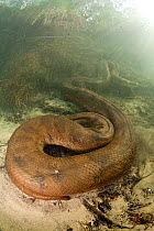 Green anaconda (Eunectes murinus) Formoso River, Bonito, Mato Grosso do Sul, Brazil