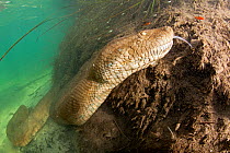 Green anaconda (Eunectes murinus) underwater inFormoso River, Bonito, Mato Grosso do Sul, Brazil